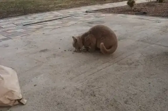 Найдена кошка, Косулино, фото: Найдена кошка, ул. Ленина 38А, Косулино