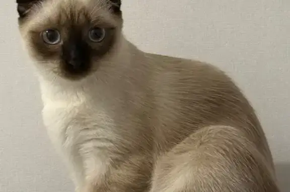 Кошки потеряшки, Дивногорск, фото: Потеряшка сиамская кошка, Набережная 41