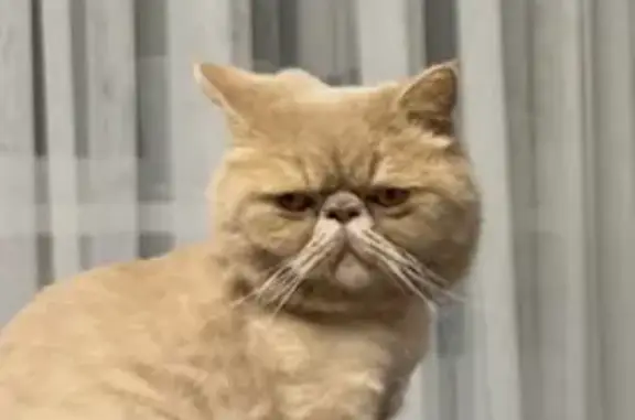 Кошки потеряшки, Батайск, фото: Потеряшка кошка Симба, ул. Ленина, 24, Батайск