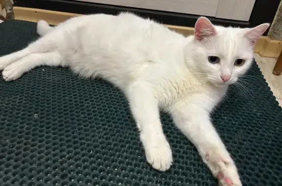 Кошки потеряшки, Киров, фото: Потеряшка кошка, ул. Волкова, 46, Киров