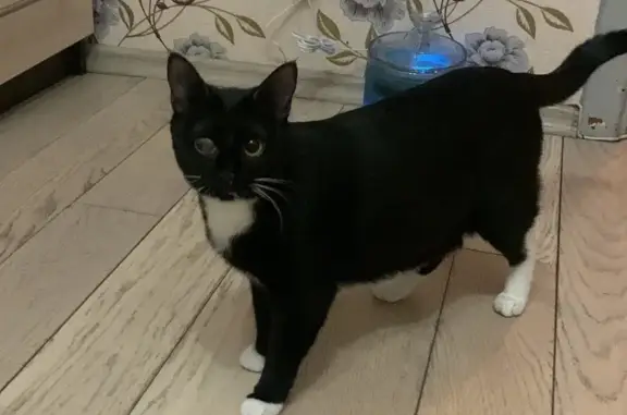 Кошки потеряшки, Москва, фото: Потеряшка кошка, Панфёрова 16 к3, Москва