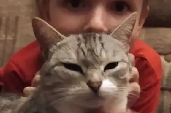 Кошки потеряшки, Богородск, фото: Потеряшка кошка, ул. Усилова, 2, Богородск