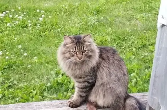 Кошки потеряшки, Ярославская область, фото: Потеряшка кошка, Ишня, Ярославская обл.