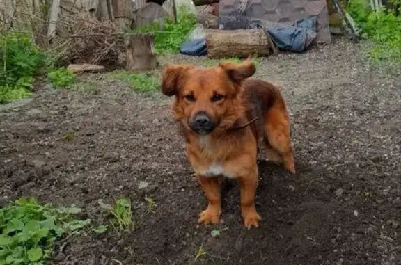 Собаки потеряшки, Таганрог, фото: Потеряшка собака, Тургеневский пер., 4