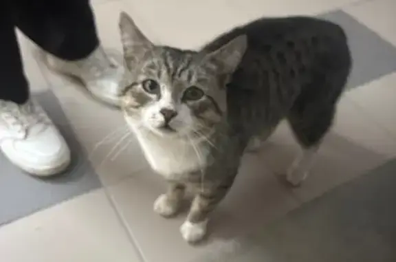 Кот найден у школы на Попова, 8, Петрозаводск