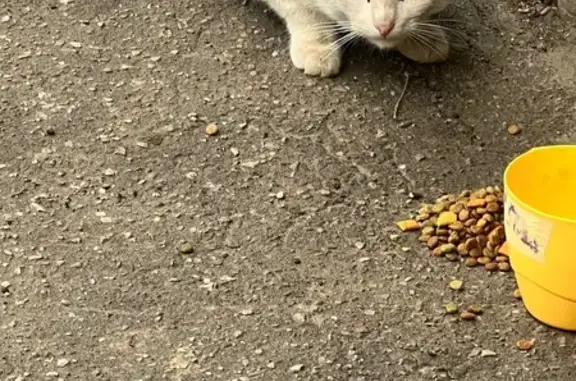 Кошка найдена на ул. Касьянова, 6, Н. Новгород