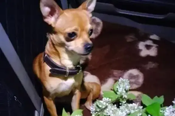 Собаки потеряшки, Черняховск, фото: Потеряшка собака, Колхозная ул., 19А