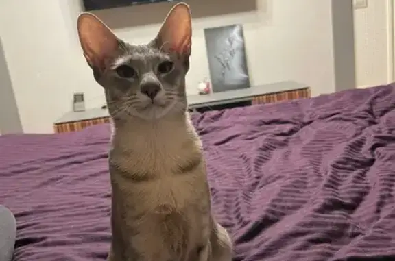 Кошки потеряшки, Пенза, фото: Потеряшка кошка, проезд Достоевского 54