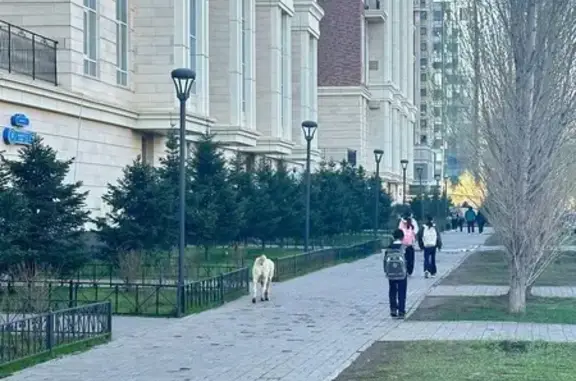 Найдена собака, Астана, фото: Потерялась собака, пр. Кабанбай Батыра, 9/5