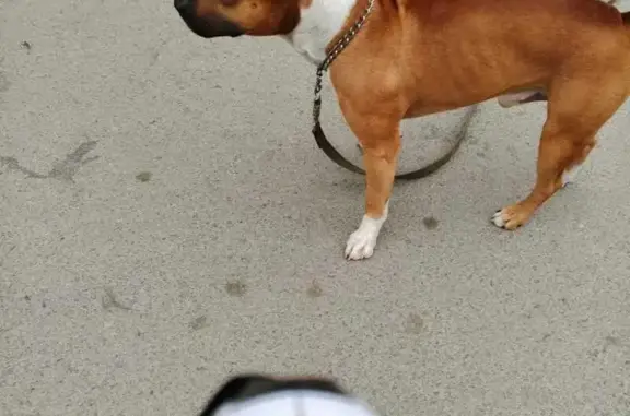 Собака найдена: пл. Ленина, 1, Курган