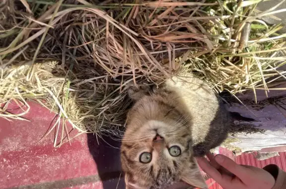 Кошки потеряшки, Буинск, фото: Потеряшка кошка, Буинск, ул. Мухамедова, 49