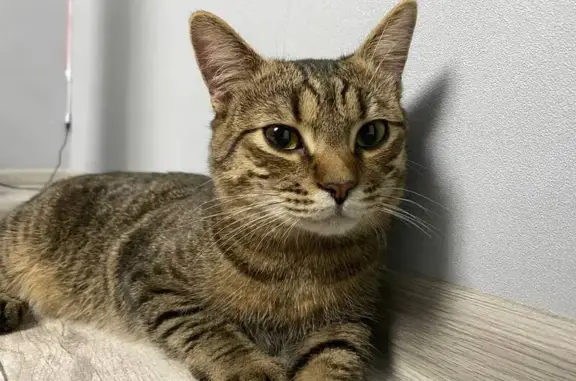 Найдена кошка, Железногорск, фото: Кошка найдена: ул. Ленина, 16, Железногорск