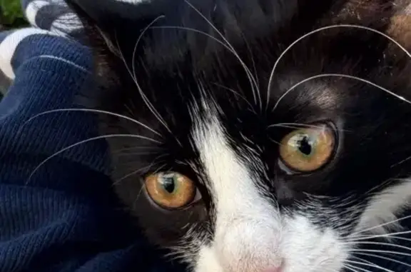 Найденные животные Тверь, фото: Кошка найдена: бульвар Гусева, 3, Тверь