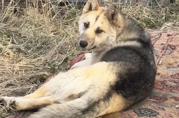 Найдена собака на ул. Луначарского, 75