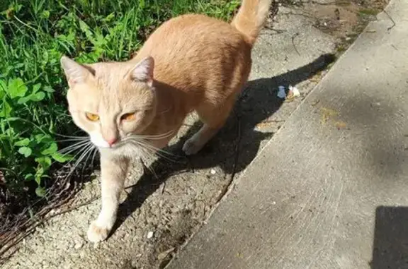 Найденные животные Тверь, фото: Найдена кошка, б-р Цанова 25, Тверь