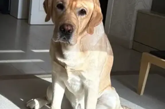 Пропала собака у ТЦ Кресент, Fashion Av. 151