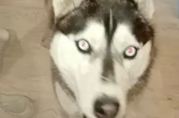 Найдена собака, Омск, фото: Собака найдена: Орджоникидзе 108, Омск