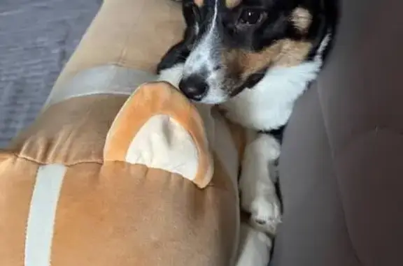 Собаки потеряшки, Липецк, фото: Потеряшка собака на ул. Мистюкова, 10