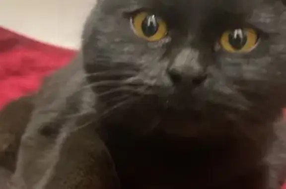 Кошка найдена на Ленина, 109, Волгодонск