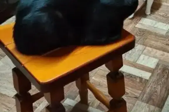 Кошки потеряшки, Россошь, фото: Потеряшка кошка, Молодёжная 8, Россошь