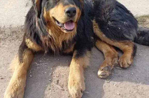 Найдена собака, Щёкино, ул. Л. Толстого, 43