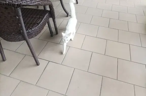 Найдена кошка, Агой, фото: Кошка найдена: Горная ул, 2, Агой