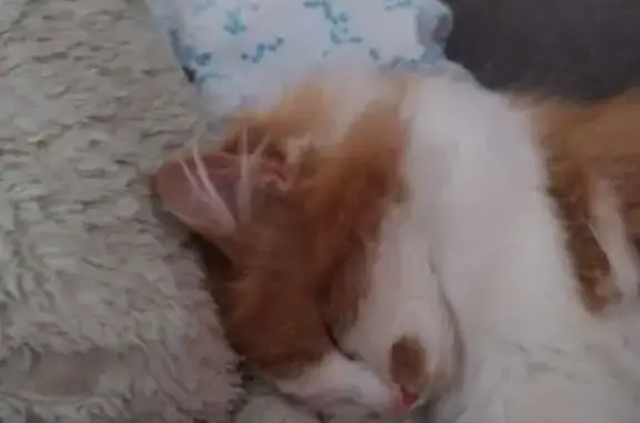 Кошки потеряшки, Барановичи, фото: Потеряшка кошка, ул. Энтузиастов 7, Барановичи