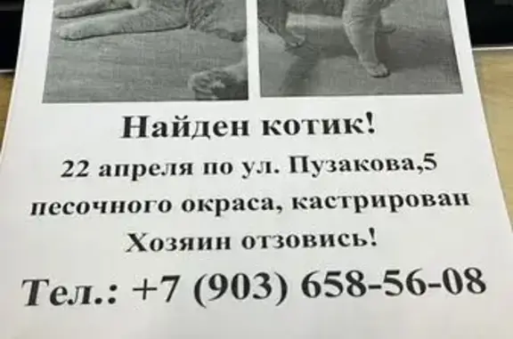 Кошка найдена, ул. Пузакова 5, Тула
