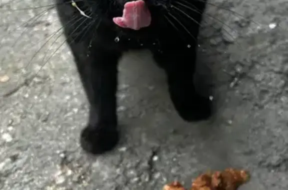 Кошка найдена на Киевской 74Б, Калининград