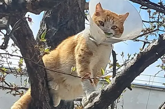 Найдена кошка, Севастополь, фото: Кот найден: ул. Маринеско 19А, Севастополь
