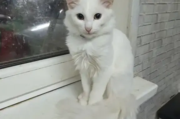 Кошки потеряшки, Кундышское, фото: Потеряшка кошка, Кундышское с.п., Марий Эл