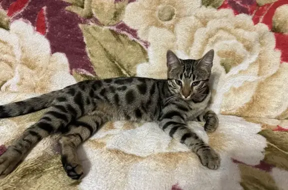 Найдена кошка, Аргаяш, фото: Кошка найдена: Береговая ул., 1Б, Аргаяш