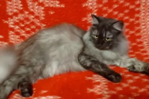 Пропала кошка, ул. Гагарина, 48, Карталы