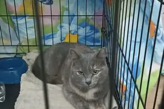 Кошка найдена: ул. Джангильдина, 11