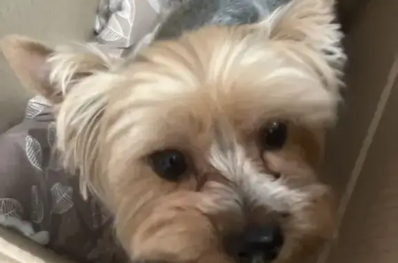 Найдена собака, Оренбург, фото: Собака найдена, ул. Терешковой 247, Оренбург