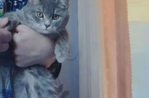 Кошки потеряшки, Уфа, фото: Потеряшка кошка на ул. Б. Хмельницкого, 65