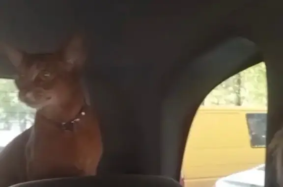 Найденные животные Тверь, фото: Кошка найдена: Пожарная пл., Тверь