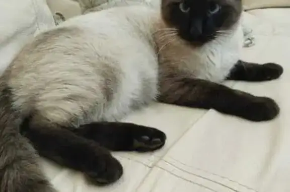 Кошки потеряшки, Новосибирск, фото: Потеряшка кошка, ул. Короленко, 175, Нск