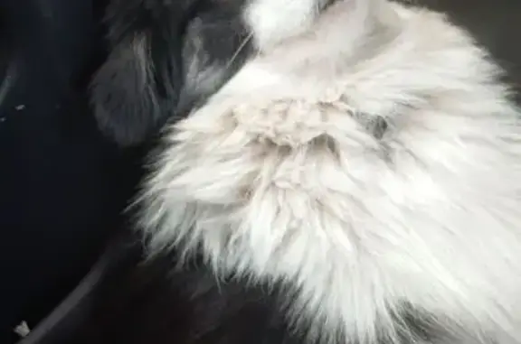 Собаки потеряшки, , фото: Потеряшка собака на ул. И. Шаталина