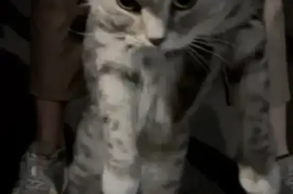 Кошка найдена: пр. Энтузиастов, 18, Новокузнецк