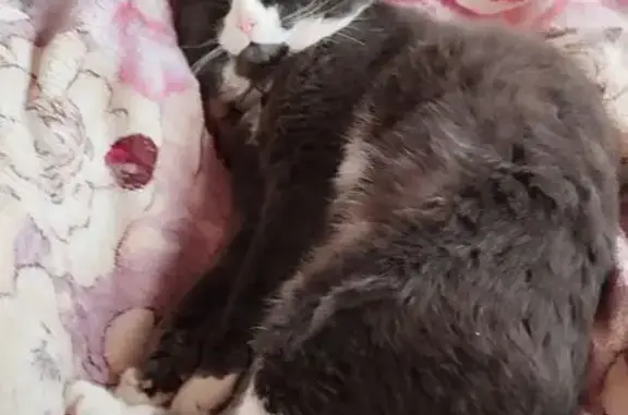 Кошки потеряшки, Вологодская область, фото: Потеряшка кошка, Фофанцево, Вологодская обл.