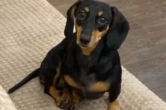 Собаки потеряшки, , фото: Потеряшка такса, Белоглазова, 133