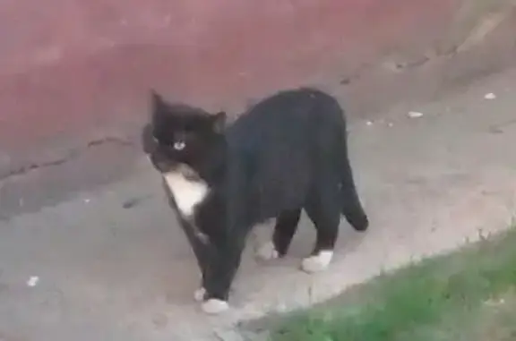 Кошка найдена на ул. Металлургов, Тула