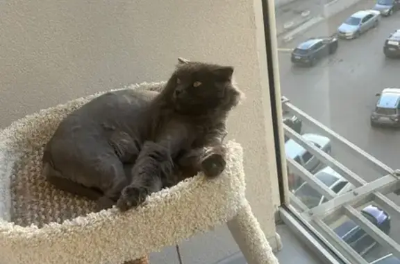 Кошки потеряшки, Москва, фото: Потеряшка кошка, Малая Юшуньская 3, Москва