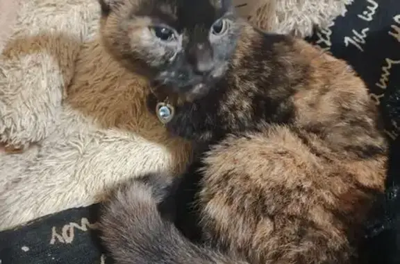 Найдена кошка, пр. Ленина, Челябинск