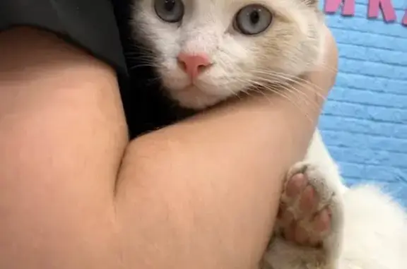 Котик ищет дом, Липецк, Советская 26