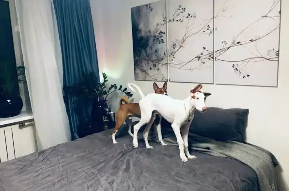 Собаки потеряшки, Санкт-Петербург, фото: Потеряшка собака, переулок Каховского 3