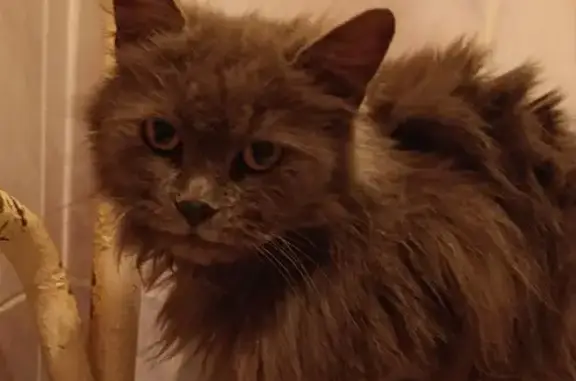 Найдена кошка, Одесская 2Б-В, Пенза