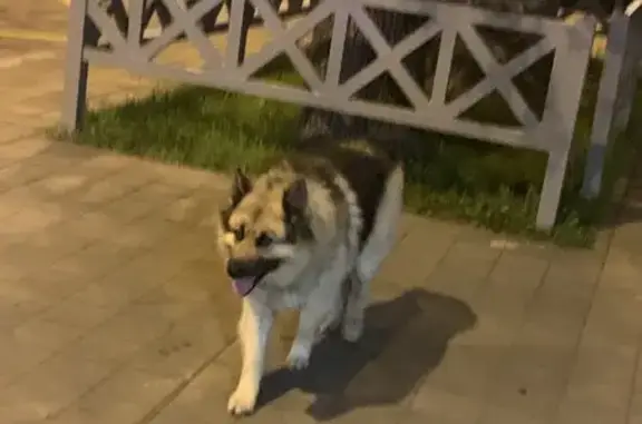 Собака найдена: Донская ул., Сочи