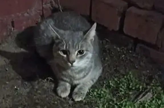 Найденные животные Тверь, фото: Кошка найдена на Ерофеева, 8 к4, Тверь